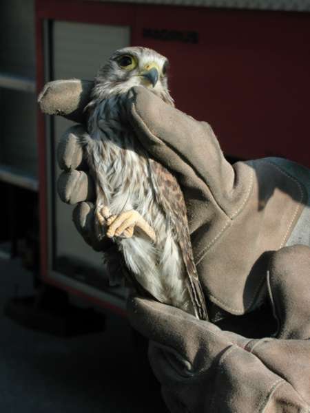 Tierrettung Falke